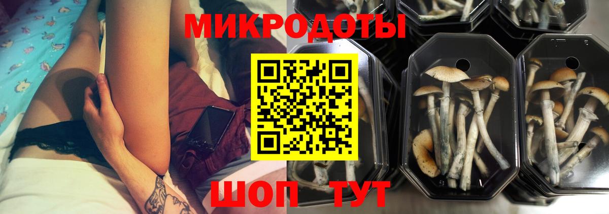 Галлюциногенные грибы Psilocybe Вичуга